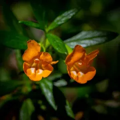 orange bush monkeyflower thumbnail 4