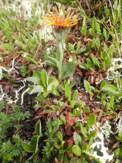 Twice-hairy Groundsel thumbnail 1