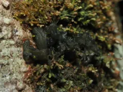 Gabura insignis thumbnail 3