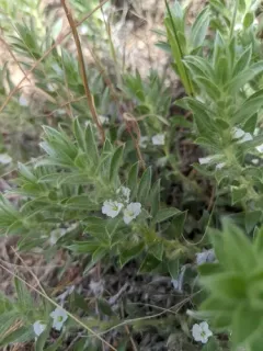 Shaggy dwarf morning-glory thumbnail 3