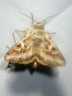 Wrinkled Trichordestra thumbnail 3