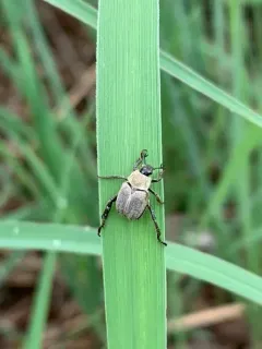 Modest Chafer thumbnail 3