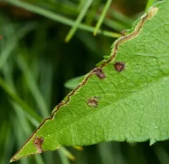 Liriomyza eupatorii thumbnail 2