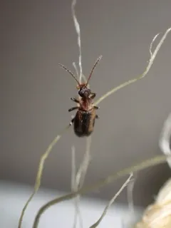 Grappling Antlike Flower Beetle thumbnail 3