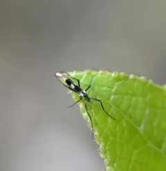 Chasmatonotus maculipennis thumbnail 2