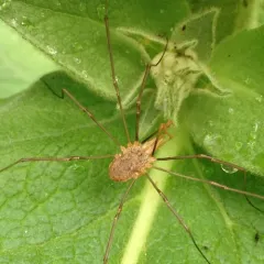 European Harvestman thumbnail 3