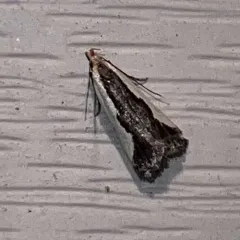 Indented Dichomeris Moth thumbnail 3