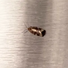 Fruit-tree Leafroller Moth thumbnail 4