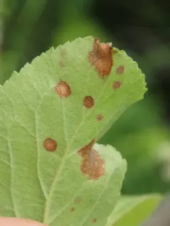 Frogeye Leaf Spot thumbnail 2