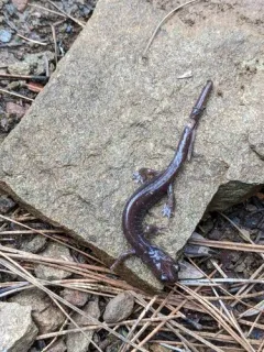 Scott Bar Salamander thumbnail 3