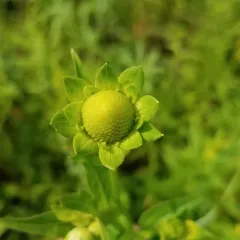 cutleaf coneflower thumbnail 3