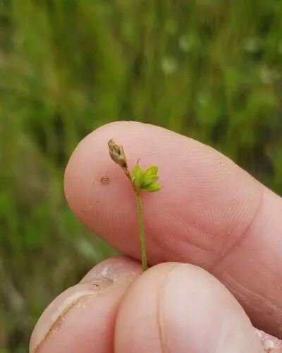 sparse-flowered sedge