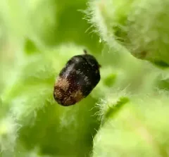 Cryptorhopalum haemorrhoidale thumbnail 2