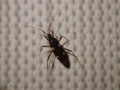 Fulvius imbecilis thumbnail 1