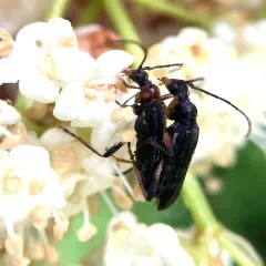Stripe-legged Long-horned Beetle thumbnail 3