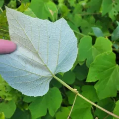 fox grape thumbnail 2