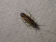 Orthotylus submarginatus thumbnail 3