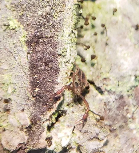 Pseudogarypus banksi