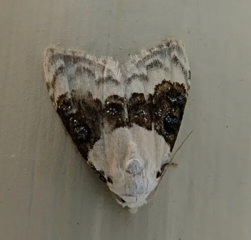 Sharp-blotched Nola Moth