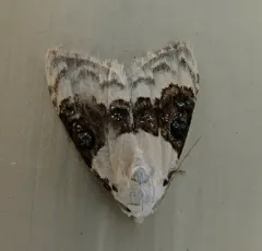 Sharp-blotched Nola Moth thumbnail 1