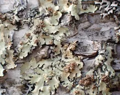 Tremella flavoparmeliae thumbnail 1