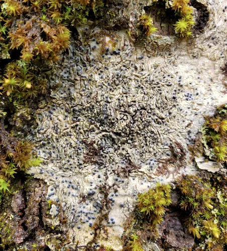 Easter Pox Lichen