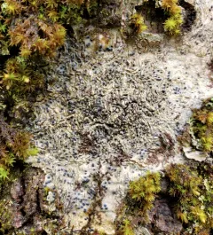 Easter Pox Lichen thumbnail 1