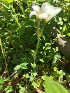 Siberian Saxifrage thumbnail 4