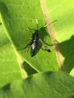 Arrowwood Clearwing Moth thumbnail 3