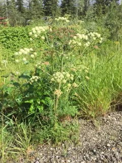 Jakutsk Snowparsley thumbnail 2