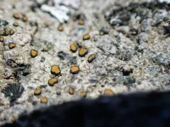 Caloplaca litoricola thumbnail 1