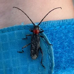 Pronocera collaris thumbnail 4