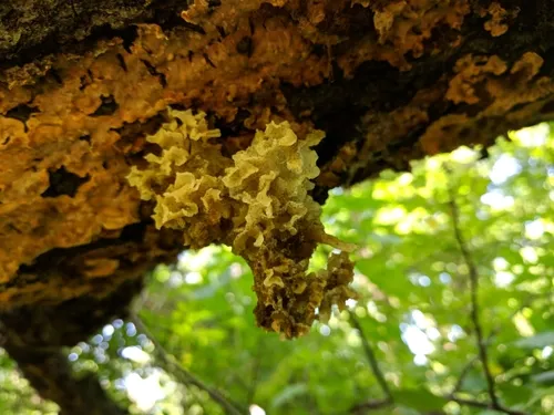 Sporothrix epigloea