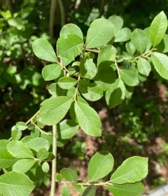 Grey Willow thumbnail 2