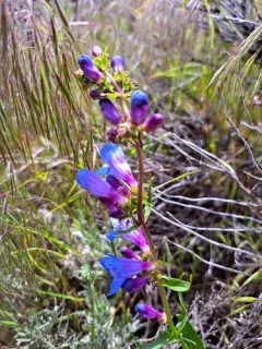 Payette Beardtongue thumbnail 3