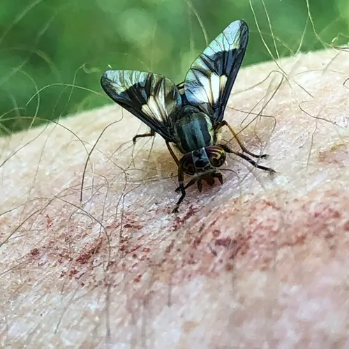 Sacken's Deer Fly