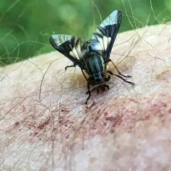 Sacken's Deer Fly thumbnail 1