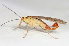 Sharp Scorpionfly thumbnail 2
