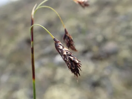 Shortleaved Sedge