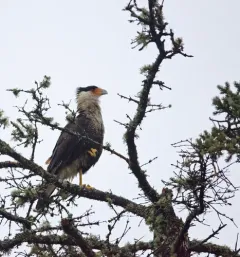 Crested Caracara thumbnail 2