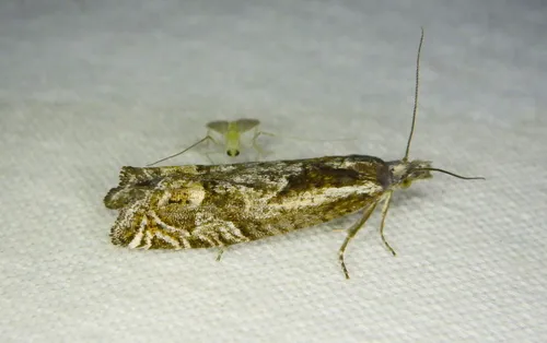 Eucosma rupestrana