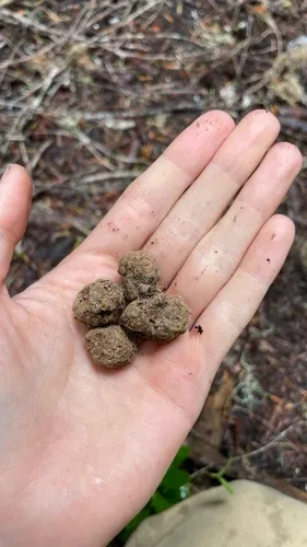 Gautieria monticola