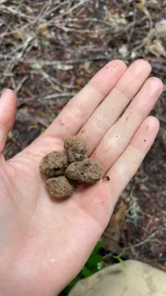 Gautieria monticola thumbnail 1