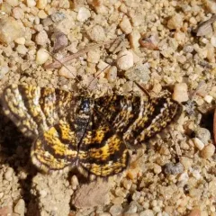Black-banded Orange Moth thumbnail 3