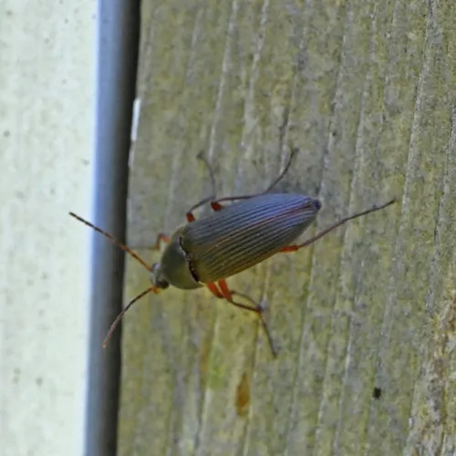 Androchirus erythropus