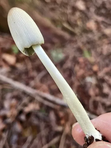 Coprinopsis sylvicola