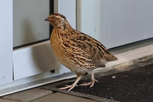 Japanese Quail