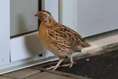 Japanese Quail thumbnail 1