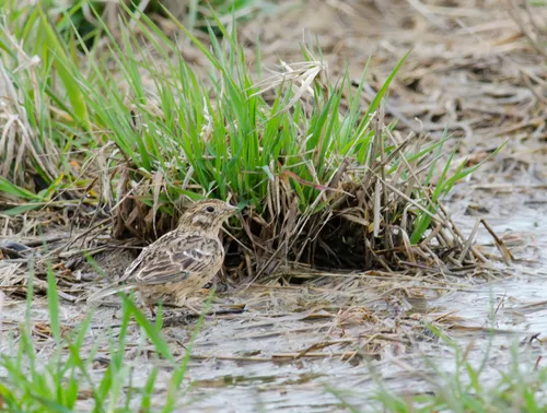 Smith's Longspur