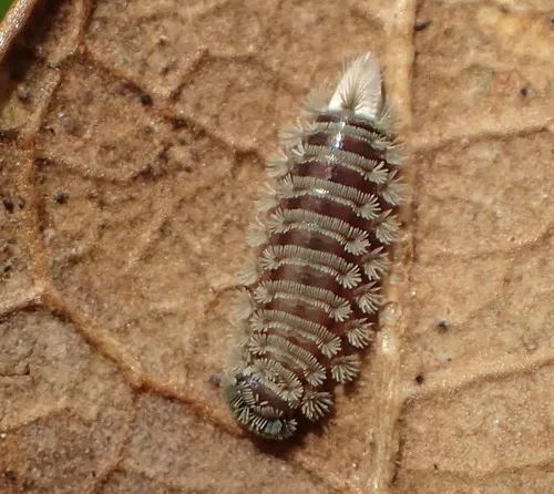 Bristly Millipede